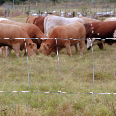 o campo da pastagem da agricultura de 1.8m fixou a cerca de alta elasticidade do nó